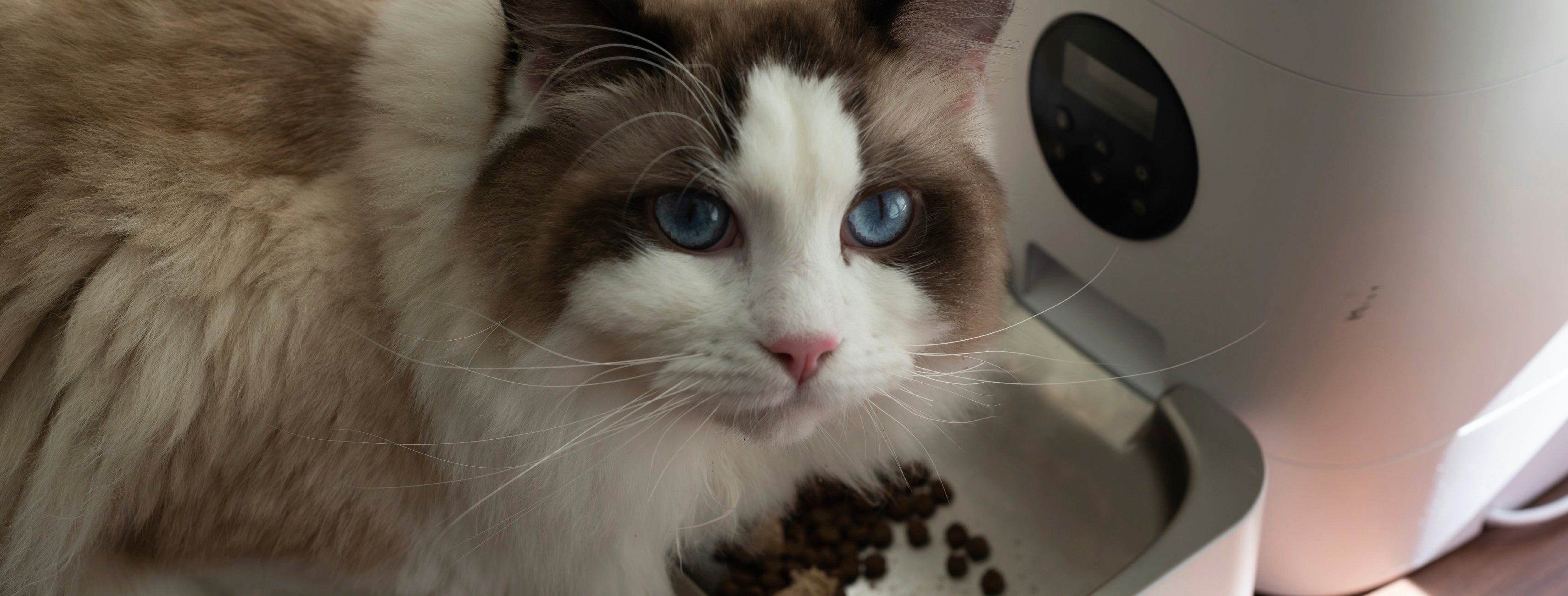Cat eating from an automatic pet feeder – Petnomo Smart Feeding & Hydration category