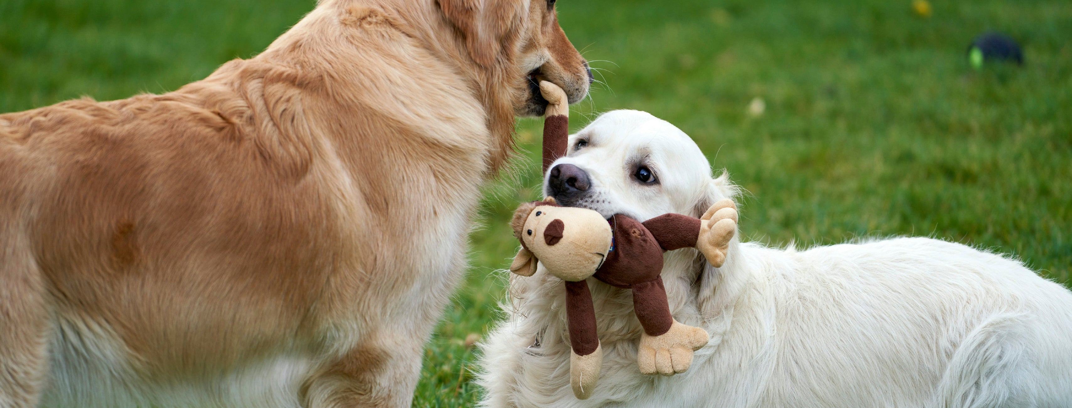 Two dogs playing with a plush monkey toy on grass – Petnomo Playtime & Toys category