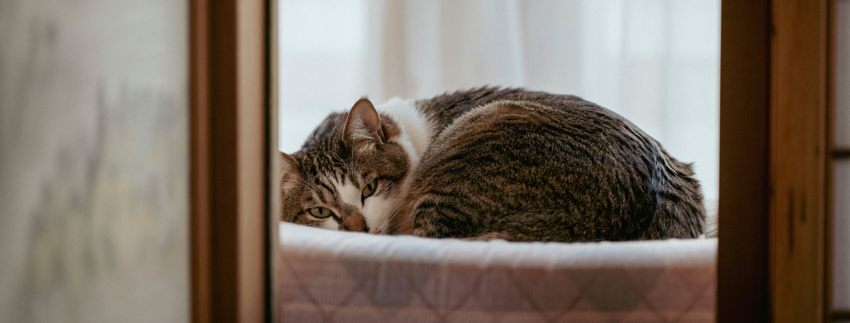 Tabby cat resting peacefully on a soft bed – Petnomo Comfort & Wellness category banner