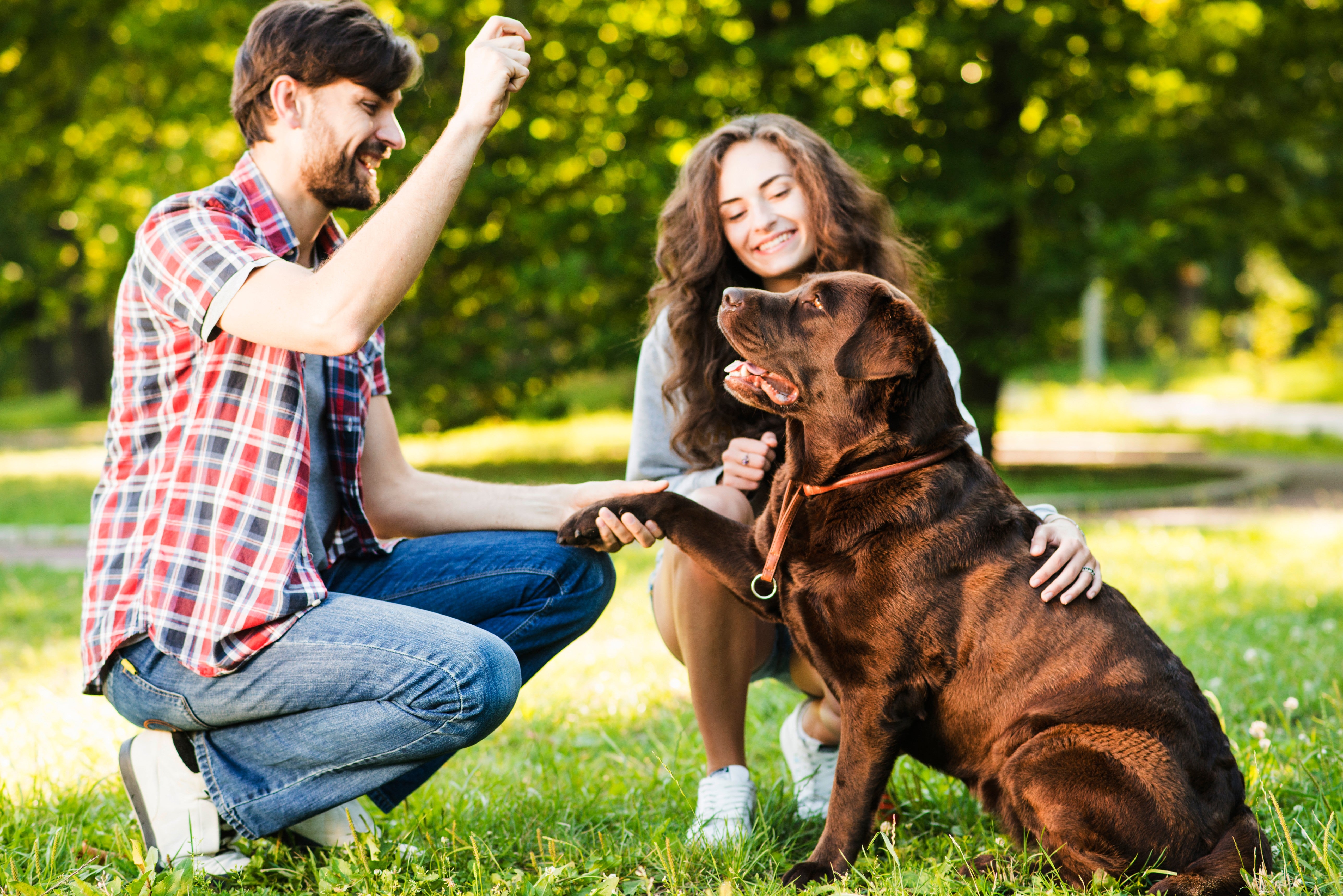 Automatic pet feeder with timer - Petnomo