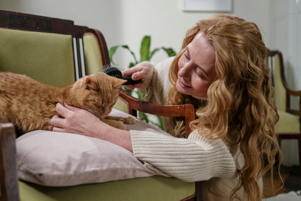 Pet owner gently brushing an orange tabby cat – Petnomo Grooming Essentials category