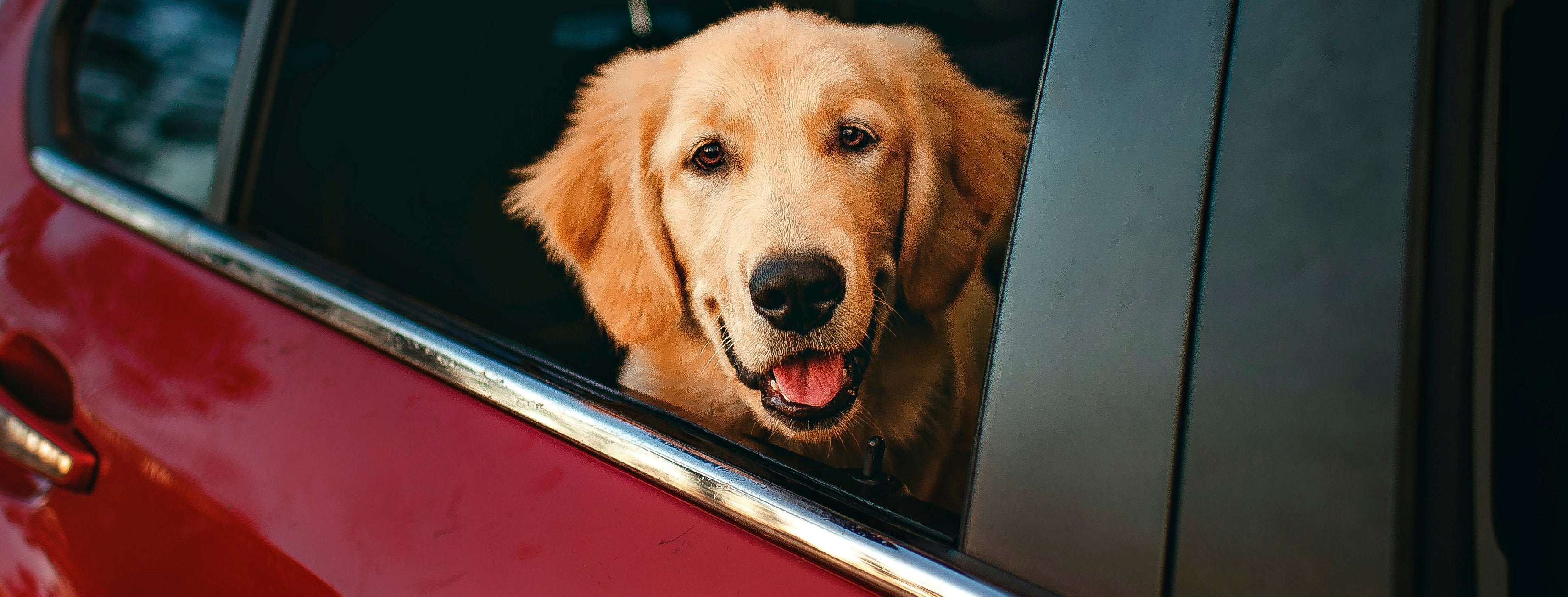 Golden retriever looking out of a car window – Petnomo Travel & Outdoor category banner