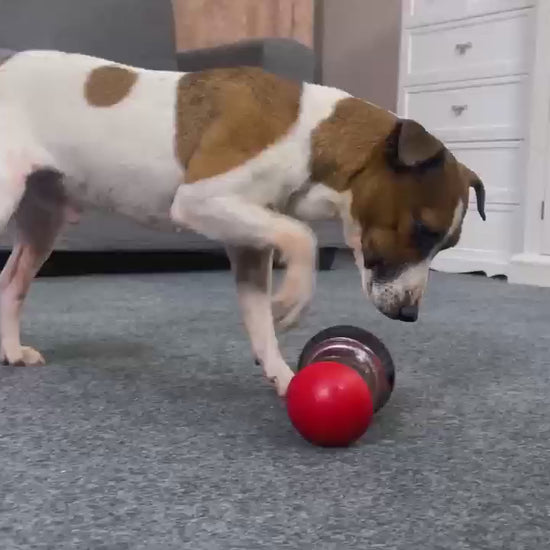 Dog playing with Petnomo adjustable puzzle feeder toy for cats and dogs